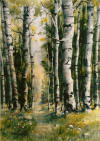 Aspens #1